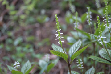 日本：ヒトリシズカ（Chloranthus quadrifolius）／4枚の葉の中心に花びらが無い両性花の花序【山野草】長野県・5月
