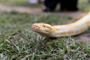 A stunning yellow Burmese python is sprawled across a vibrant green lawn, its sleek, golden scales...