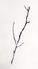 Gouache Art: Five Small Twigs on Clean White Background