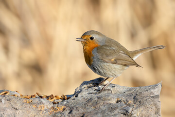 robin red breast