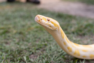 A stunning yellow Burmese python is sprawled across a vibrant green lawn, its sleek, golden scales...