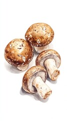 Gouache Shiitake Mushrooms: Four Whole Fungi on White Surface