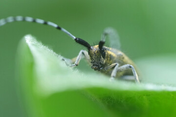 Frontal close-up on a male golden-bloomed grey longhorn beetle, Agapanthia villosoviridescens