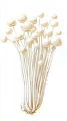 Gouache Enoki Mushrooms: Cluster of Five on White Background