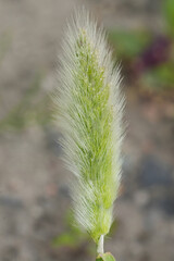 Closeup on the invasive introduced annual beard-grass or rabbitsfoot grass Polypogon monspeliensis