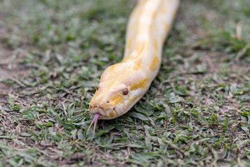 A stunning yellow Burmese python is sprawled across a vibrant green lawn, its sleek, golden scales...