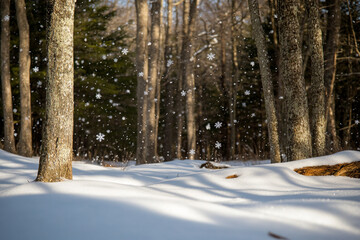 Gentle snowflakes fall softly in a tranquil forest during winter, creating a serene landscape...