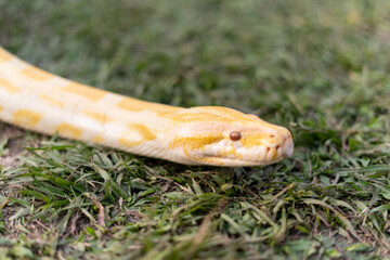 A stunning yellow Burmese python is sprawled across a vibrant green lawn, its sleek, golden scales...