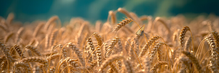 Golden Wheat Stalks in Sunlight with Dreamy Turquoise Bokeh Background