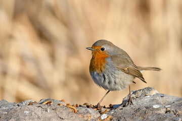 robin red breast