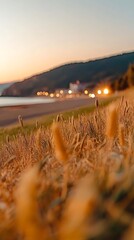 Golden grasses at sunset coastal road