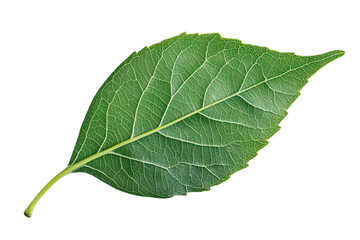Single green leaf isolated on white or transparent background
