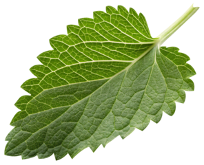 catnip herb leaf closeup isolated on white background