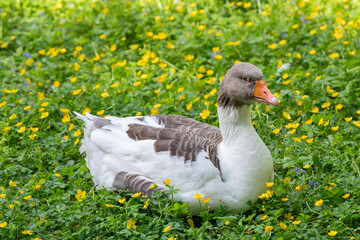 Nancy, France - View of an Alsatian goose lying on a lawn with flowers in a public Park in Nancy.