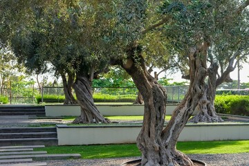 Obraz premium Centuries-old decorative olive trees in the garden park in UAE, climate change.