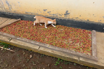 drying coffee in the traditional way beside the house, there is a cat on top of the coffee