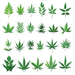 set cannabis or hemp or marijuana green fresh leaf ,on white background