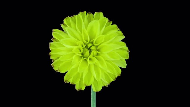 Time lapse of dying yellow dahlia with ALPHA channel