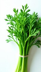 Vibrant green dill, fresh bunch, white background , texture, summer