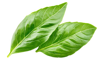 Two vibrant green basil leaves isolated on transparent background