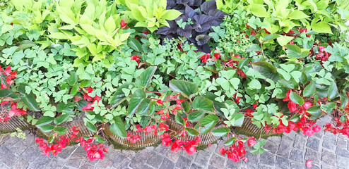 Begonia bushes with red flowers in a composition with other flowers bloom in stone pots on a city street. Panorama.
