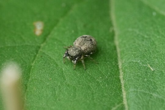 Closeup on a very small European jumping spider Ballus chalybeius sitting on a green leaf