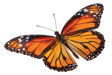 Fototapeta premium Colorful Monarch Butterfly Isolated on White Background