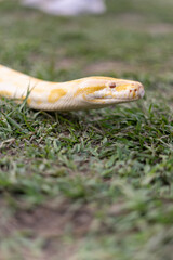 A stunning yellow Burmese python is sprawled across a vibrant green lawn, its sleek, golden scales...
