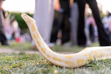 A stunning yellow Burmese python is sprawled across a vibrant green lawn, its sleek, golden scales...