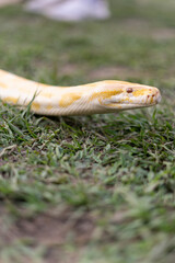 A stunning yellow Burmese python is sprawled across a vibrant green lawn, its sleek, golden scales...