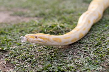 A stunning yellow Burmese python is sprawled across a vibrant green lawn, its sleek, golden scales...