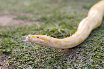 A stunning yellow Burmese python is sprawled across a vibrant green lawn, its sleek, golden scales...