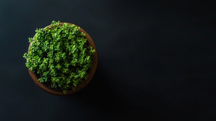 Fresh green herbs in ceramic bowl on black background in food photography minimal healthy natural cooking scene