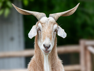 Portrait of a Brown and White Goat with Large Curved Horns