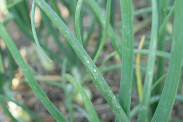 Botrytis Leaf Blight