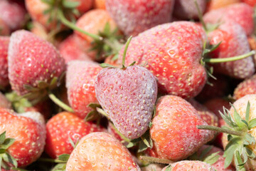 Strawberry powdery mildew,