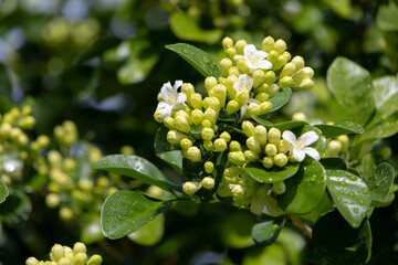 Murraya paniculata cluster of small, green buds is nestled among lush green leaves
