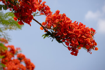 bright orange-red flowers of the Flamboyant tree (Delonix regia), also known as Royal Poinciana or Flame tree.