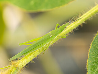 河川敷の植物とオンブバッタ