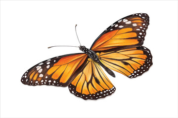 Colorful Monarch Butterfly Isolated on White Background
