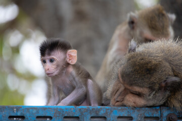 Baby Monkey with Family in a Natural Habitat