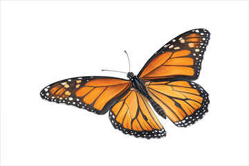 Fototapeta premium Colorful Monarch Butterfly Isolated on White Background
