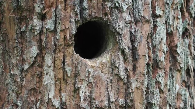 junge Buntspechte in der Bruth&ouml;hle werden versorgt
