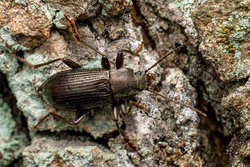 darkling beetle - Stenomax aeneus, beautiful metallic beetle native to forests and woodlands of south-eastern and Central Europe, Czech Republic.
