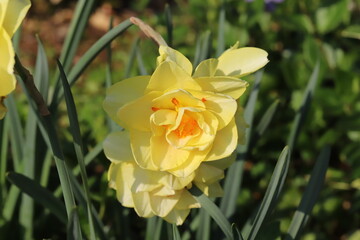 春の庭に咲く黄色い八重咲き水仙の花