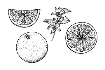 Orange engraved drawing set. Natural outline sketch in botanical style for cooking, spa, medicinal tea, and garden beauty. Hand-drawn vector floral clipart on white background