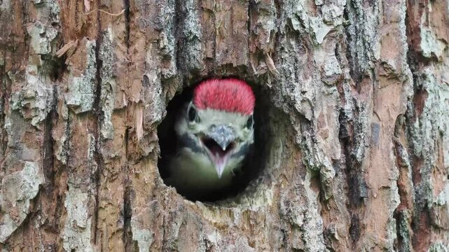junge Buntspechte in der Bruth&ouml;hle werden versorgt