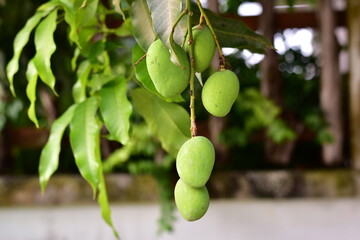 Raw sour mangoes by the fence, Anacardiaceae , Mangifera indica L or Mangifera caloneura Kurz or...