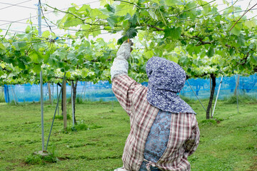 初夏のぶどう畑で作業する農家の女性（シャインマスカット）