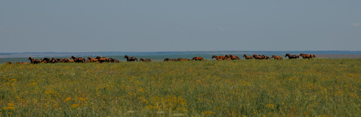 A herd of wild horses gallop across the blooming steppe of the reserve